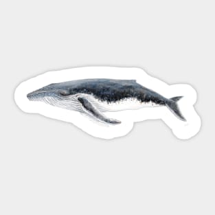 Humpback whale Megaptera novaeangliae Sticker